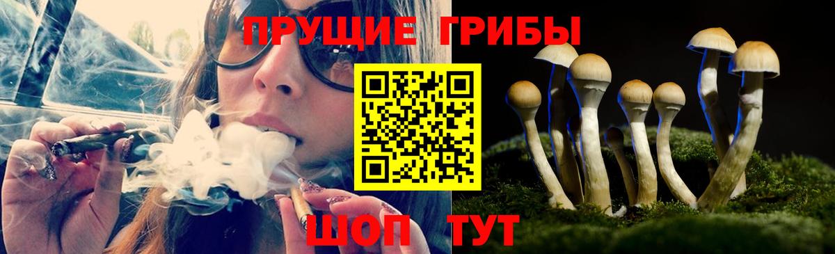 Галлюциногенные грибы GOLDEN TEACHER  Вход с VPN  Малгобек  Псилоцибиновые грибы мицелий 
